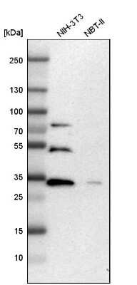 Western Blot: ZNF146 Antibody [NBP1-80968]