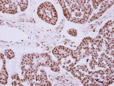 Immunohistochemistry-Paraffin: ZNF148 Antibody [NBP2-20964]