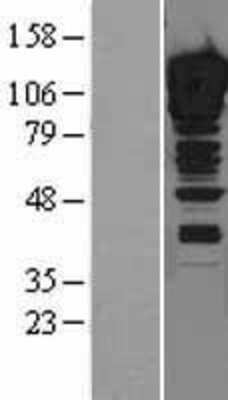 Western Blot: ZNF148 Overexpression Lysate [NBL1-18063]