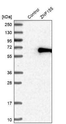 Western Blot: ZNF155 Antibody [NBP1-80912]