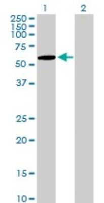 Western Blot: ZNF157 Antibody [H00007712-B01P]