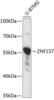 Western Blot: ZNF157 AntibodyAzide and BSA Free [NBP2-93260]