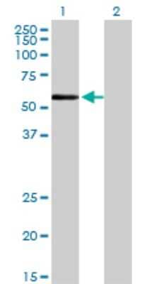 Western Blot: ZNF165 Antibody (2B8) [H00007718-M02]