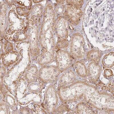 Immunohistochemistry-Paraffin: ZNF167 Antibody [NBP2-13555]