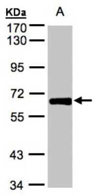 Western Blot: ZNF169 Antibody [NBP1-32395]