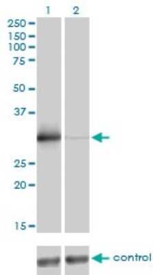 Western Blot: ZNF174 Antibody (2D7-E9) [H00007727-M01]