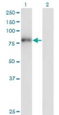 Western Blot: ZNF175 Antibody (1C2) [H00007728-M01]