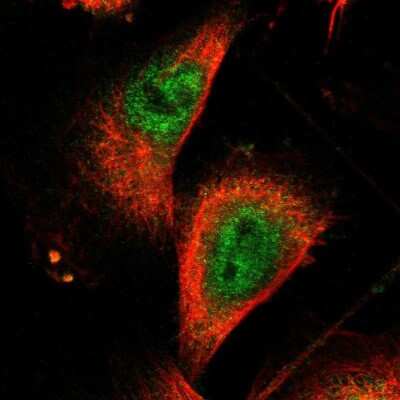 Immunocytochemistry/ Immunofluorescence: ZNF175 Antibody [NBP1-80969]