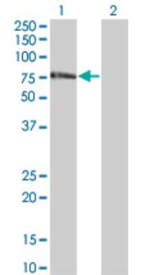 Western Blot: ZNF18 Antibody (2A4) [H00007566-M01]