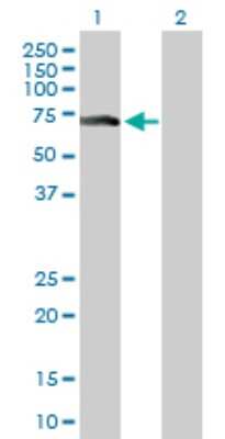 Western Blot: ZNF18 Antibody [H00007566-D01P]