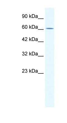 Western Blot: ZNF182 Antibody [NBP1-80024]