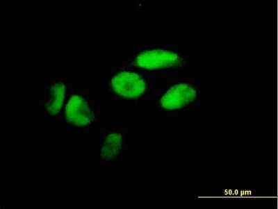 Immunocytochemistry/ Immunofluorescence: ZNF187 Antibody [H00007741-B01P]