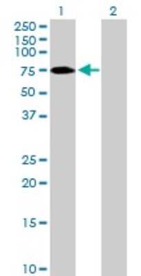 Western Blot: ZNF189 Antibody [H00007743-B01P]