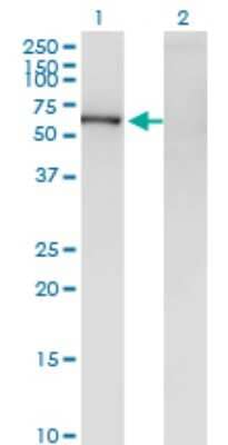 Western Blot: ZNF192 Antibody (1F2) [H00007745-M01]