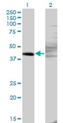 Western Blot: ZNF193 Antibody (3G6) [H00007746-M06]