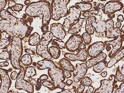 Immunohistochemistry-Paraffin: ZNF195 Antibody [NBP2-98092]