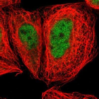 Immunocytochemistry/ Immunofluorescence: ZNF205 Antibody [NBP1-80604]