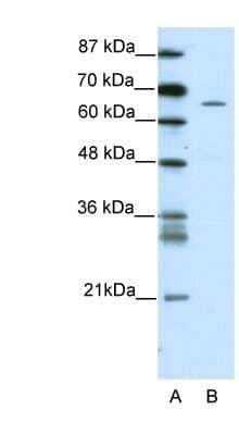 Western Blot: ZNF205 Antibody [NBP1-80302]