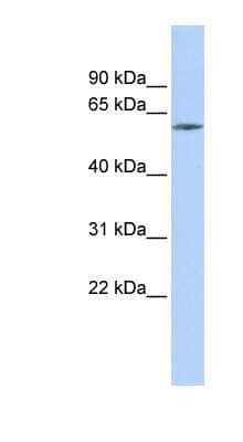 Western Blot: ZNF205 Antibody [NBP1-80303]