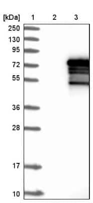 Western Blot: ZNF205 Antibody [NBP1-80604]