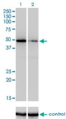 Western Blot: ZNF207 Antibody (1A2) [H00007756-M09]