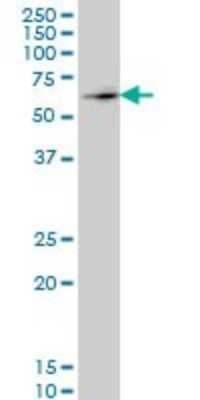 Western Blot: ZNF207 Antibody (1A2) [H00007756-M09]