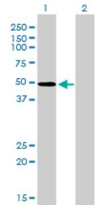 Western Blot: ZNF207 Antibody (1A2) [H00007756-M09]