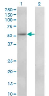 Western Blot: ZNF207 Antibody (6D6) [H00007756-M01]