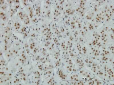 Immunohistochemistry-Paraffin: ZNF207 Antibody (6D7) [H00007756-M06]