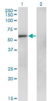 Western Blot: ZNF207 Antibody (6D7) [H00007756-M06]