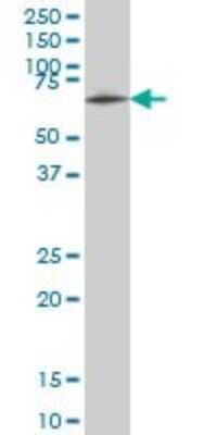 Western Blot: ZNF207 Antibody (6G11) [H00007756-M02]