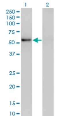 Western Blot: ZNF207 Antibody (6G11) [H00007756-M02]
