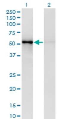 Western Blot: ZNF207 Antibody (6H8) [H00007756-M03]