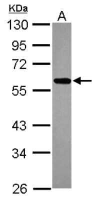 Western Blot: ZNF207 Antibody [NBP2-20974]