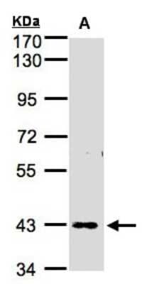 Western Blot: ZNF211 Antibody [NBP1-32446]