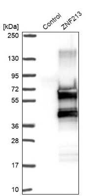 Western Blot: ZNF213 Antibody [NBP1-84386]