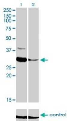 Western Blot: ZNF215 Antibody (2C11) [H00007762-M01]