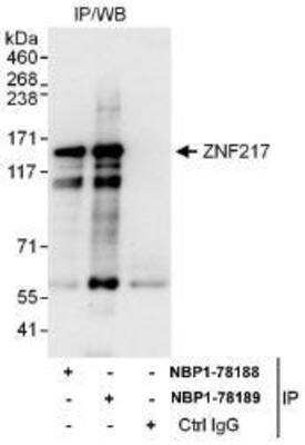 Immunoprecipitation: ZNF217 Antibody [NBP1-78188]