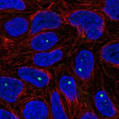 Immunocytochemistry/ Immunofluorescence: ZNF226 Antibody [NBP1-81632]