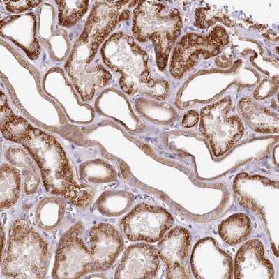Immunohistochemistry-Paraffin: ZNF226 Antibody [NBP1-81632]
