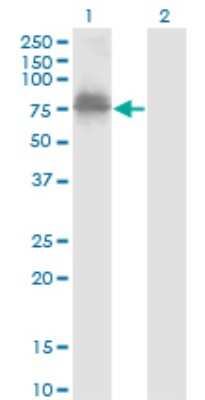 Western Blot: ZNF23 Antibody (2D3) [H00007571-M02]