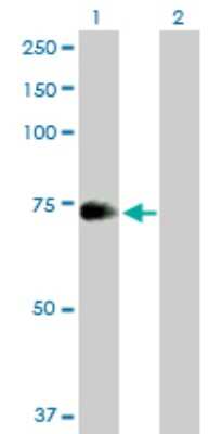 Western Blot: ZNF23 Antibody [H00007571-B02P]