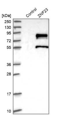 Western Blot: ZNF23 Antibody [NBP1-82867]