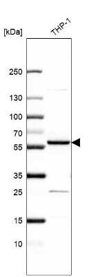 Western Blot: ZNF230 Antibody [NBP2-58880]