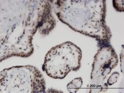 Immunohistochemistry-Paraffin: ZNF232 Antibody (1F8) [H00007775-M06]