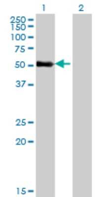 Western Blot: ZNF232 Antibody (1F8) [H00007775-M06]