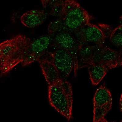 Immunocytochemistry/ Immunofluorescence: ZNF232 Antibody [NBP2-55348]