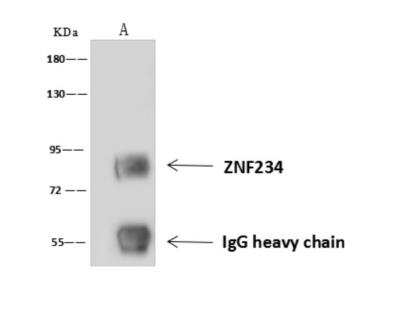 Immunoprecipitation: ZNF234 Antibody [NBP3-06253]
