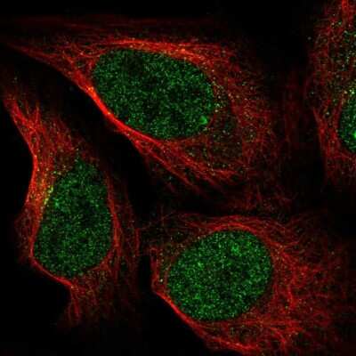 Immunocytochemistry/ Immunofluorescence: ZNF235 Antibody [NBP1-92619]