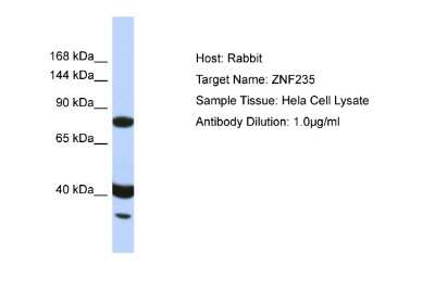 Western Blot: ZNF235 Antibody [NBP2-83837]